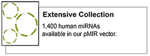 plasmid-miRNA-1