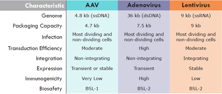 AAV-lentivirus-adenovirus-comparisons