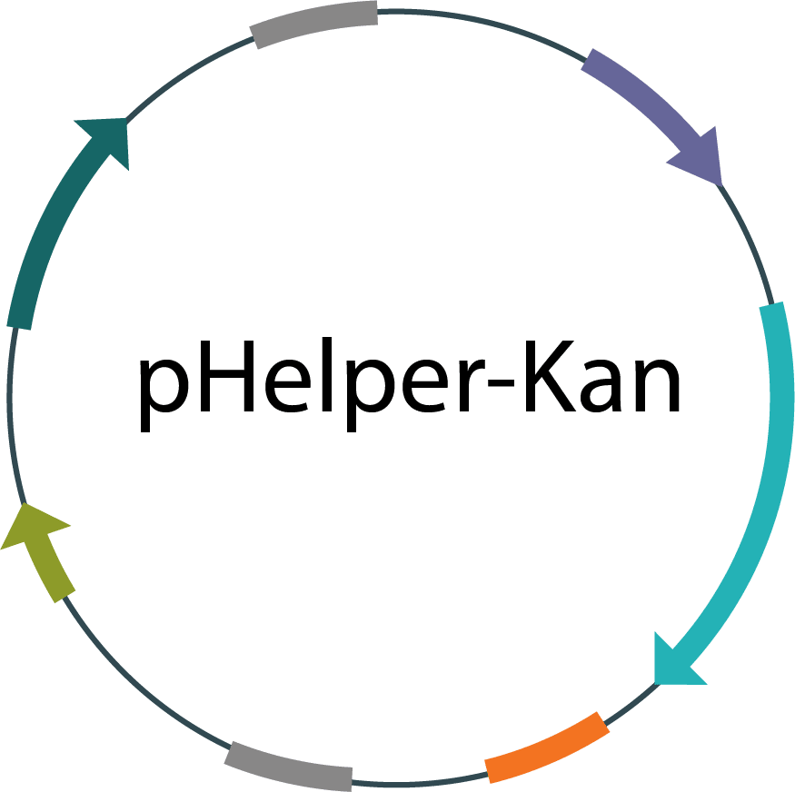 phelper-plasmid-image (1)